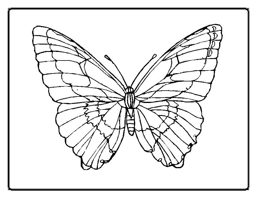 coloring pages. butterfly coloring page