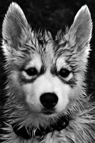 Baby Wolf Cub Image Baby Wolf Cub Image