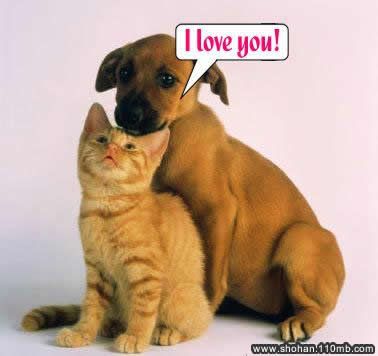 Dog-Puppies Photo Picture