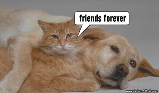 Dog-Puppies Photo Picture