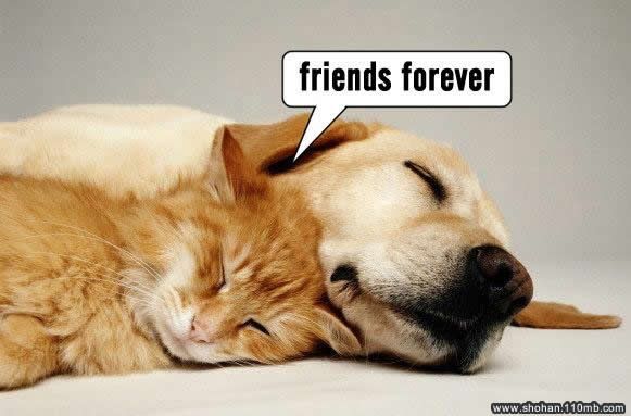 Dog-Puppies Photo Picture