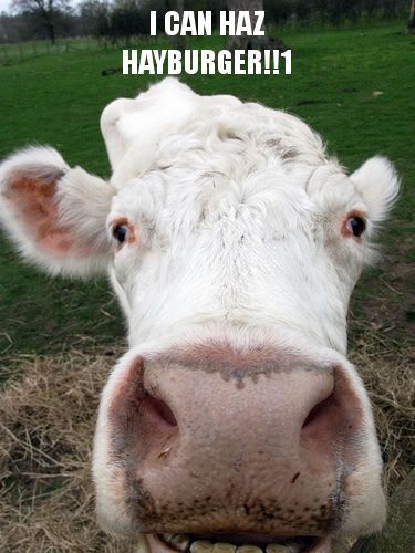 funny animals photo: Funny Animals Incredibly-funny-cow.jpg