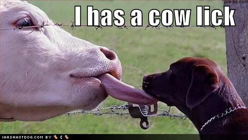 Funny Animals Pictures, Images and Photos