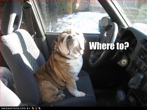  Funny Animals image0033334.jpg