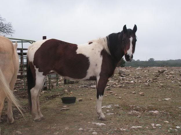 Horses Pictures, Images and Photos