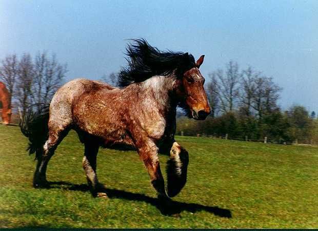 Horses Pictures, Images and Photos