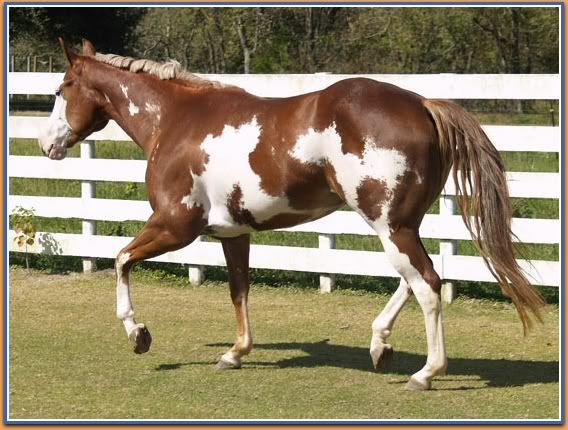Horses Pictures, Images and Photos