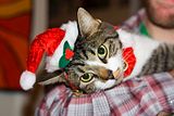 th_800px-Christmas_cat.jpg