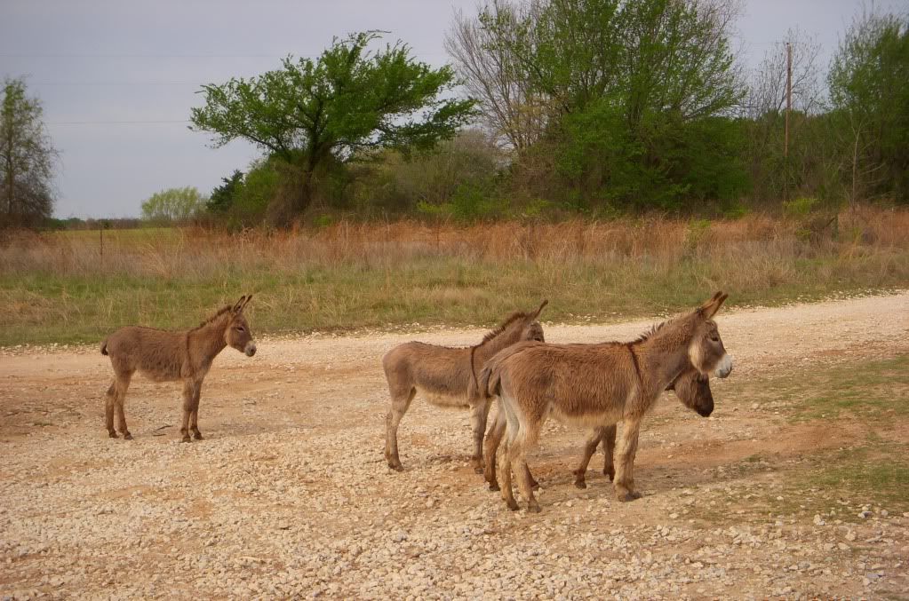 Donkeys.jpg