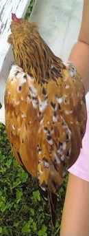 Please tell me what these are called - Poultry