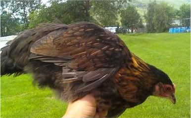 Please tell me what these are called - Poultry