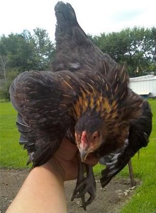 Please tell me what these are called - Poultry