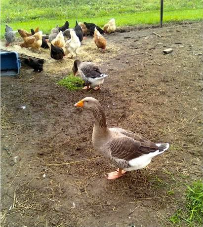 Please tell me what these are called - Poultry