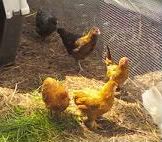 Please tell me what these are called - Poultry
