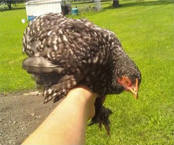 Please tell me what these are called - Poultry