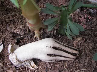 Octopus Stinkhorn