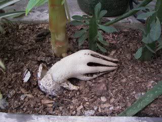 Jamur Unik Ini Menyerupai Tangan Zombie
