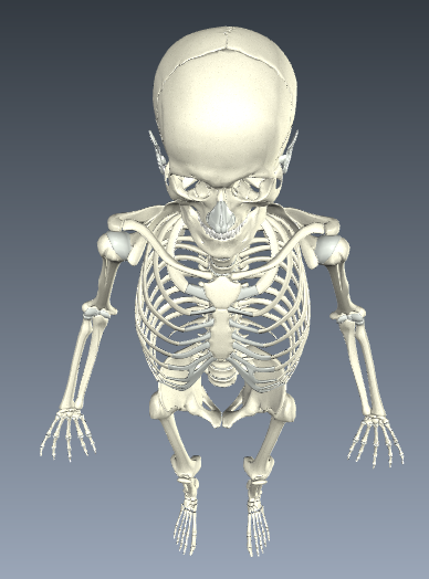  photo Human Skeleton.png