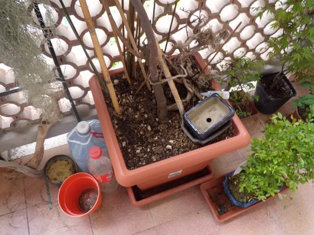 DSCN0730.jpg