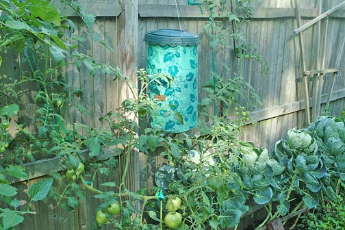 Tt Tomatoes To Plant Or Not To Plant Gardening Forum