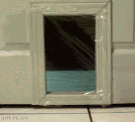 cat-prank.gif