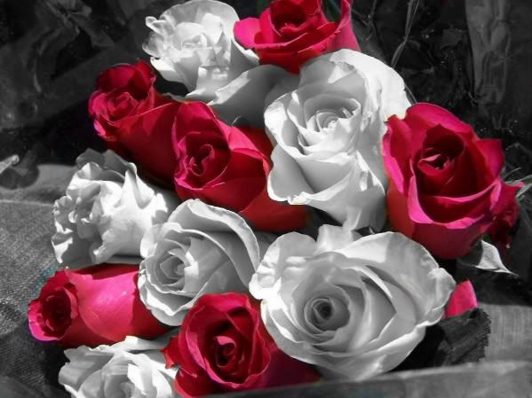roses.jpg