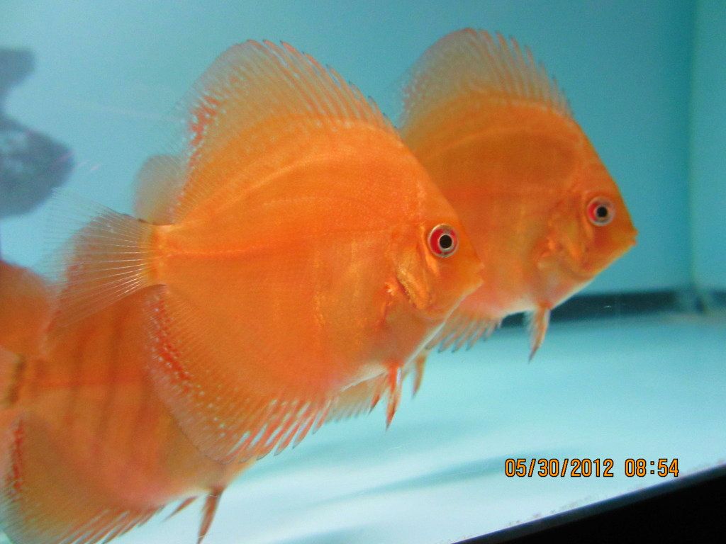 Juvenile Red Turquoise from Stendker Red Turquoise Pair!!!