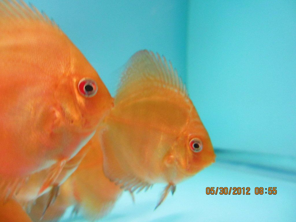 Juvenile Red Turquoise from Stendker Red Turquoise Pair!!!