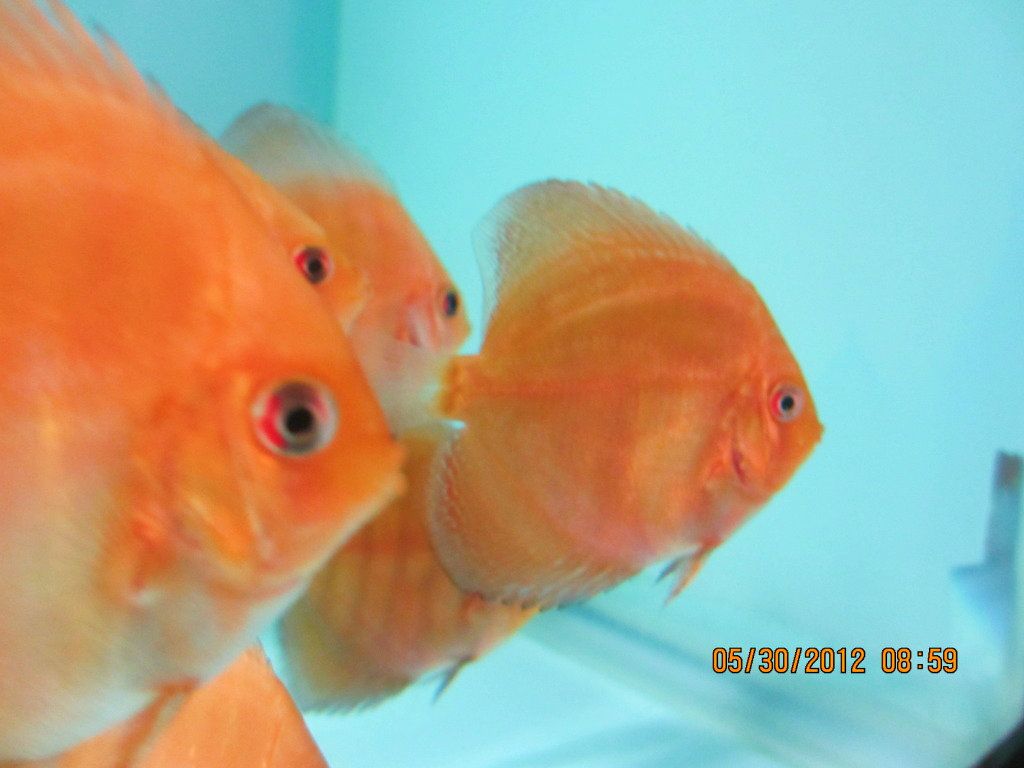 Juvenile Red Turquoise from Stendker Red Turquoise Pair!!!