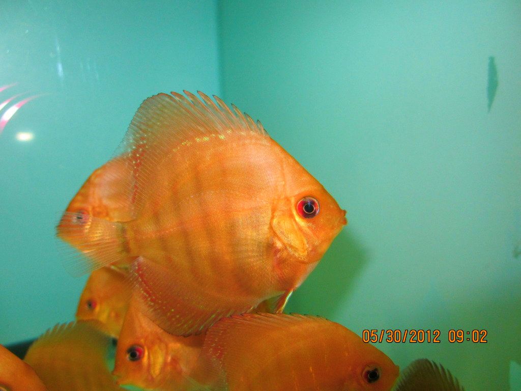 Juvenile Red Turquoise from Stendker Red Turquoise Pair!!!