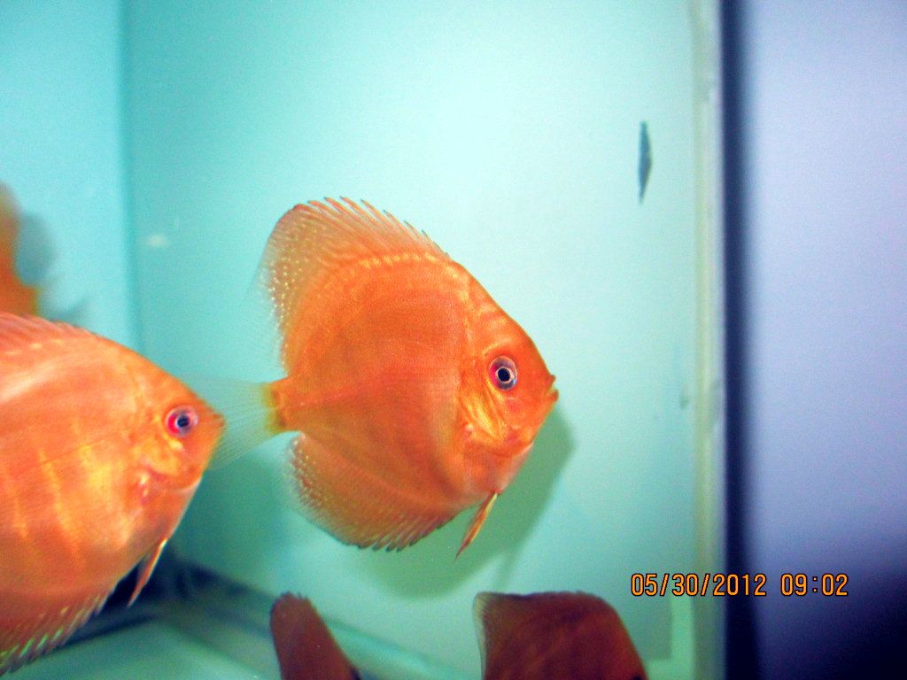 Juvenile Red Turquoise from Stendker Red Turquoise Pair!!!
