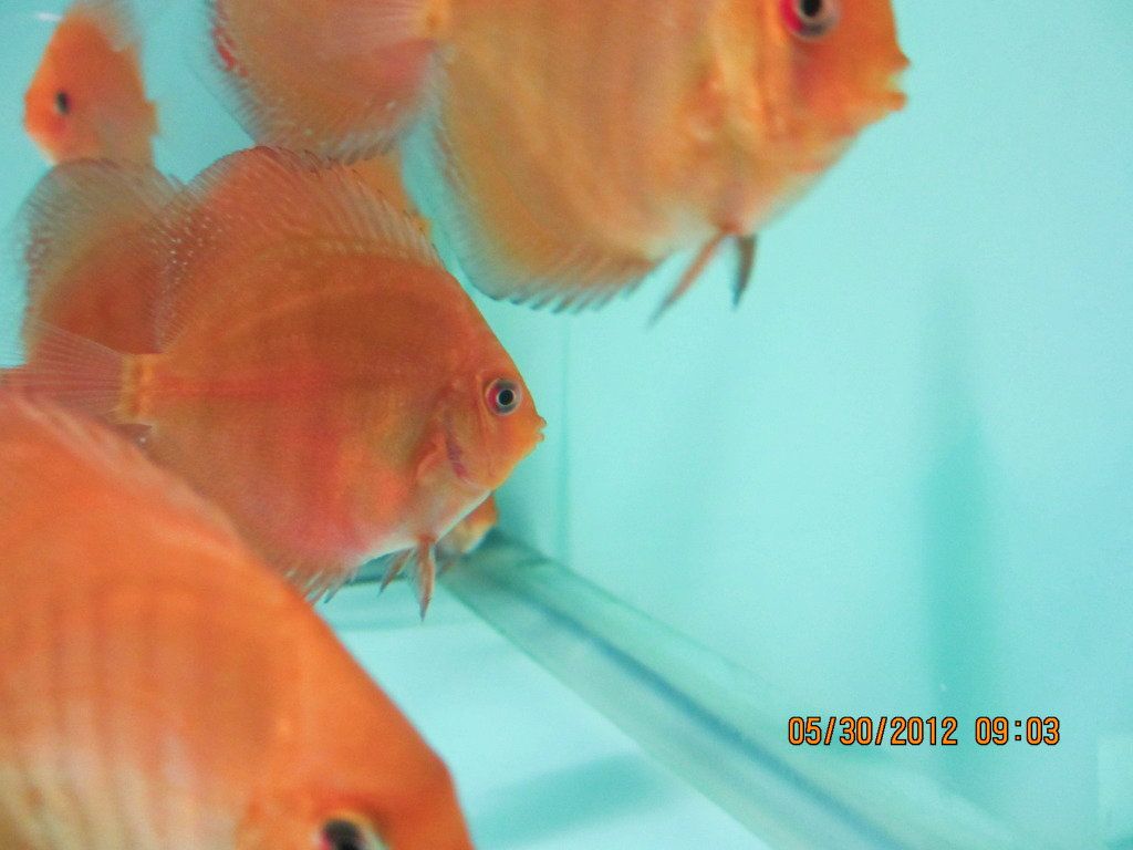 Juvenile Red Turquoise from Stendker Red Turquoise Pair!!!