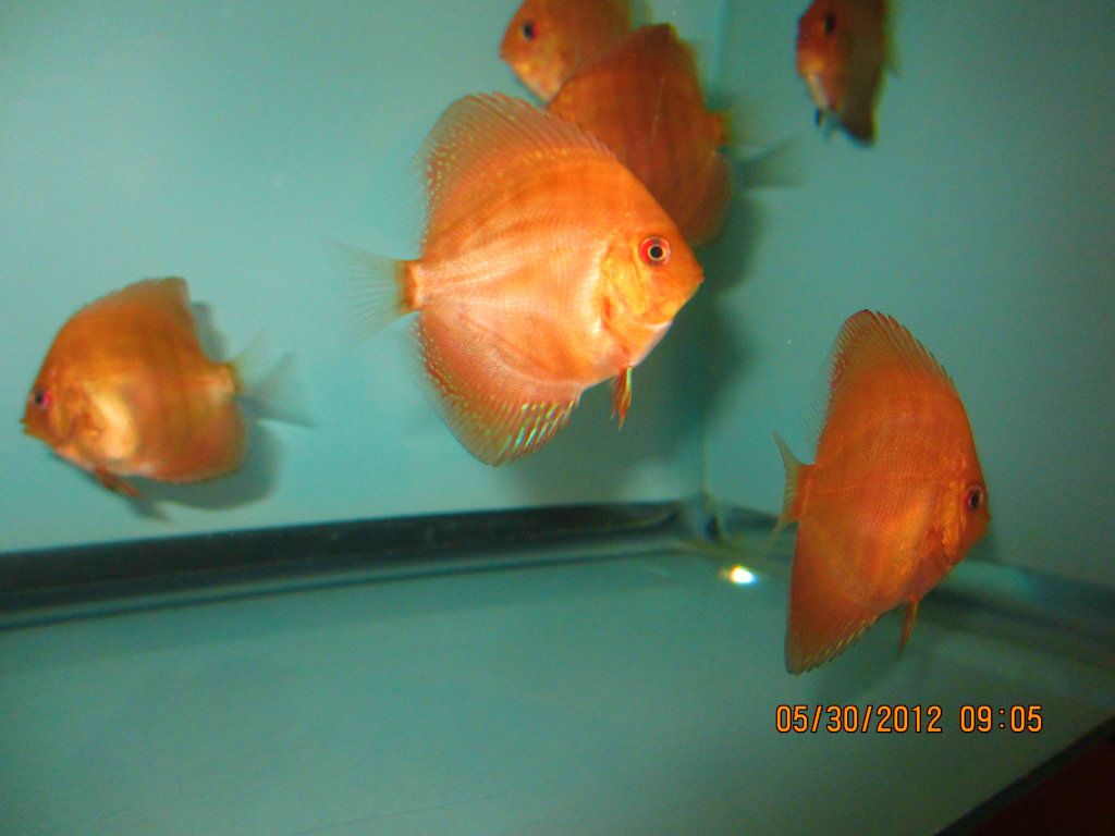 Juvenile Red Turquoise from Stendker Red Turquoise Pair!!!